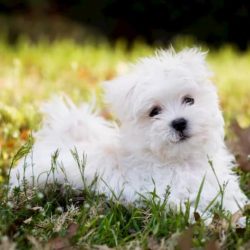 cachorro de bichon maltes