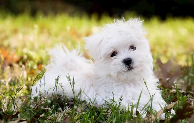 cachorro de bichon maltes